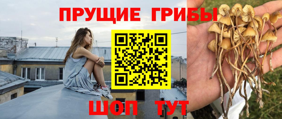 Галлюциногенные грибы Psilocybe Ногинск